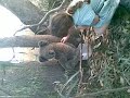 danica and a koala