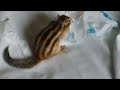 zip my squirrel
