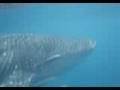 Dive Asia Whale Shark
