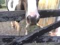 videos de Ralphie and Dr.Patti, upclose and personal