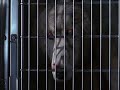 Pet Sematary II: Like You