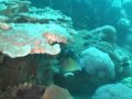 bida nok koh phiphi