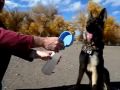 Water Rover Sport Bottle for Dogs