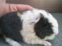 sooo cute guinea pigs #2