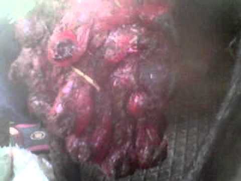 how to treat a prolapse ewe