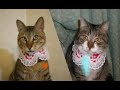 cg clips alpha channel sample