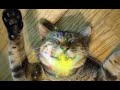 cg clips alpha channel sample