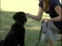 Dog Trick Training Tips : Myths About Dog Training Breeds