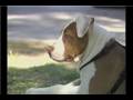 dog barking uk