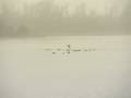 videos de Project Biesbosch Waterfront vertraagd