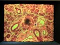 Salivary Glands & Pancreas Lab Part 4 of 6
