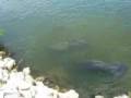 Lamantin (Trichechus manatus latirostris) Manatee