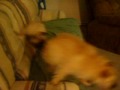 Pug & Terrier Rough Housing