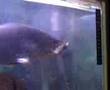 videos de Pet Barramundi gets fed
