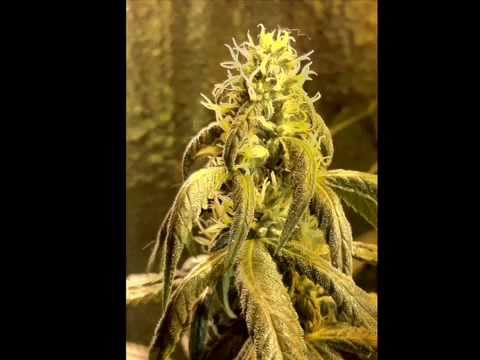 how to fertilize flowering cannabis