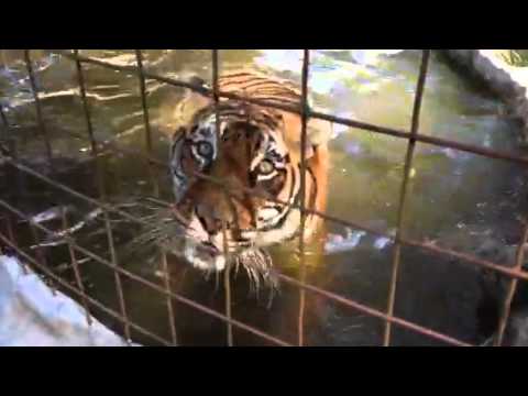 Howard Baskin - Bengali tiger pool Oct 1.