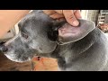 View 19 Scabs On Dogs Ears