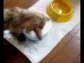 CairnTerrierGooFamiry2008.7.11