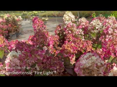 Hydrangea paniculata Fire Light