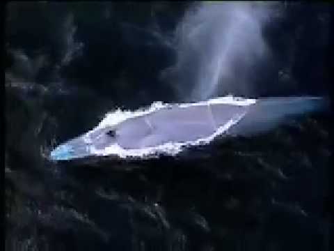 blue whale