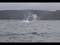 Jumping Humpback Whale