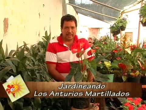 cultivo anturios -