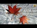 Fahir Atakoğlu - Gözyaşı - http://www.youtube.com/watch?v=eWPGtZcbMkE