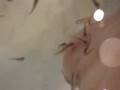 videos de Dr. Fish Pedicure