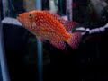 red texas cichlid(new one)