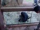 Affe frisst eigene Scheisse