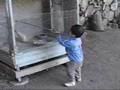 Kids, No Chaser: City Meet Chicken