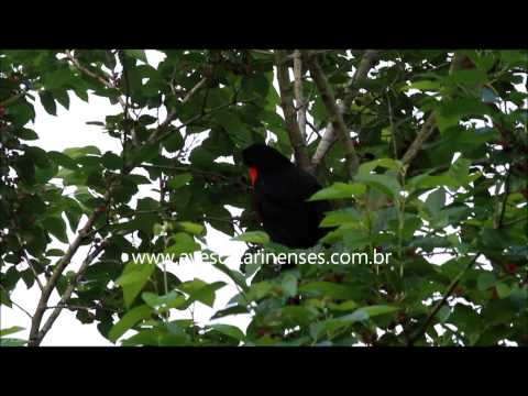 Pavó - Cristiano Voitina