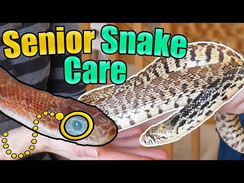YouTube reptile video