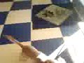 Cleo attacks balloon Cleo attacks balloon