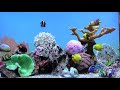 Marine_Aquarium.mov