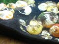 Neolamprologus Multifasciatus Fry III Neolamprologus Multifasciatus Fry III