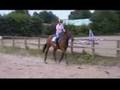 17hh horse has a lil spook