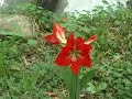 An eco-tourism journey up into the highlands of Jamaica's Blue Mountains, home of the world-famous coffee, rare trees and flowers, and breathtaking scenery.