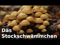 The Best 21 Stockschwämmchen Rezept