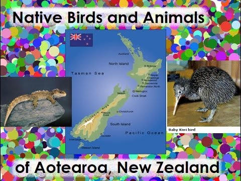 how to draw n.z. native birds