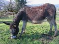 Rossa Bedina che bruca