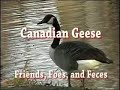 Canadian Geese: Friends, Foes, and Feces Canadian Geese: Friends, Foes, and Feces