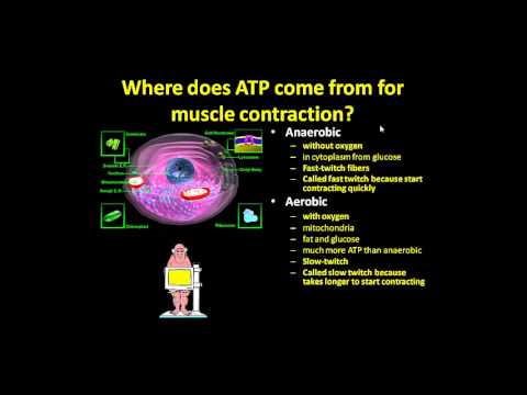 how to get more type 2 muscle fibers