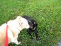 videos de A greeting for Diane