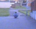 skate baording flip