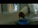 Odie Loves Water! Odie Loves Water!