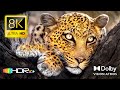 AFRICAN WILDLIFE IN 8K HDR (DOLBY VISION 4K VIDEO ULTRA HD) ..
