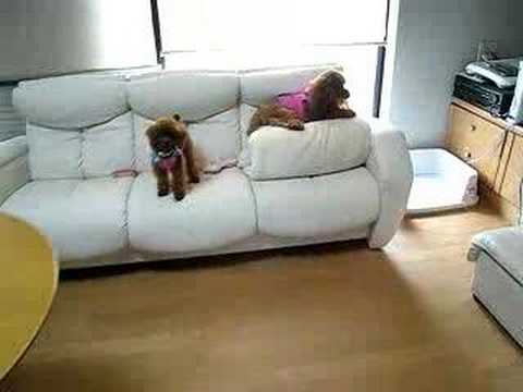 いじわるな犬VS怒る犬Youtube(ユーチューブ・ゆーちゅーぶ)・Dailymotion動画