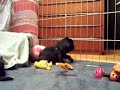 Puppies 3 weeks Puppies 3 weeks