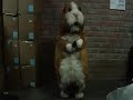 El baile del perro con mensaje